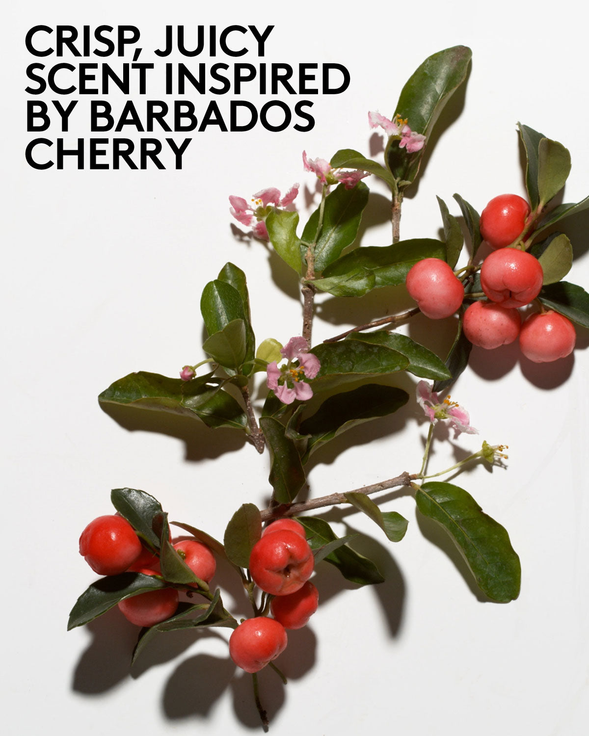Cherry Dub AHA Body Scrub for Smooth Skin with Fruit Enzymes
